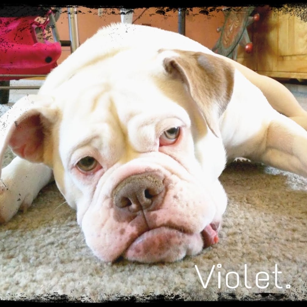 Meet your Posher, Bright